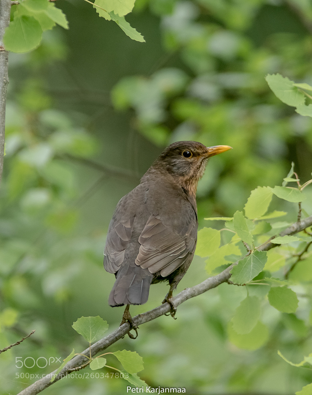 Canon EOS 7D Mark II sample photo. Turdus merula photography