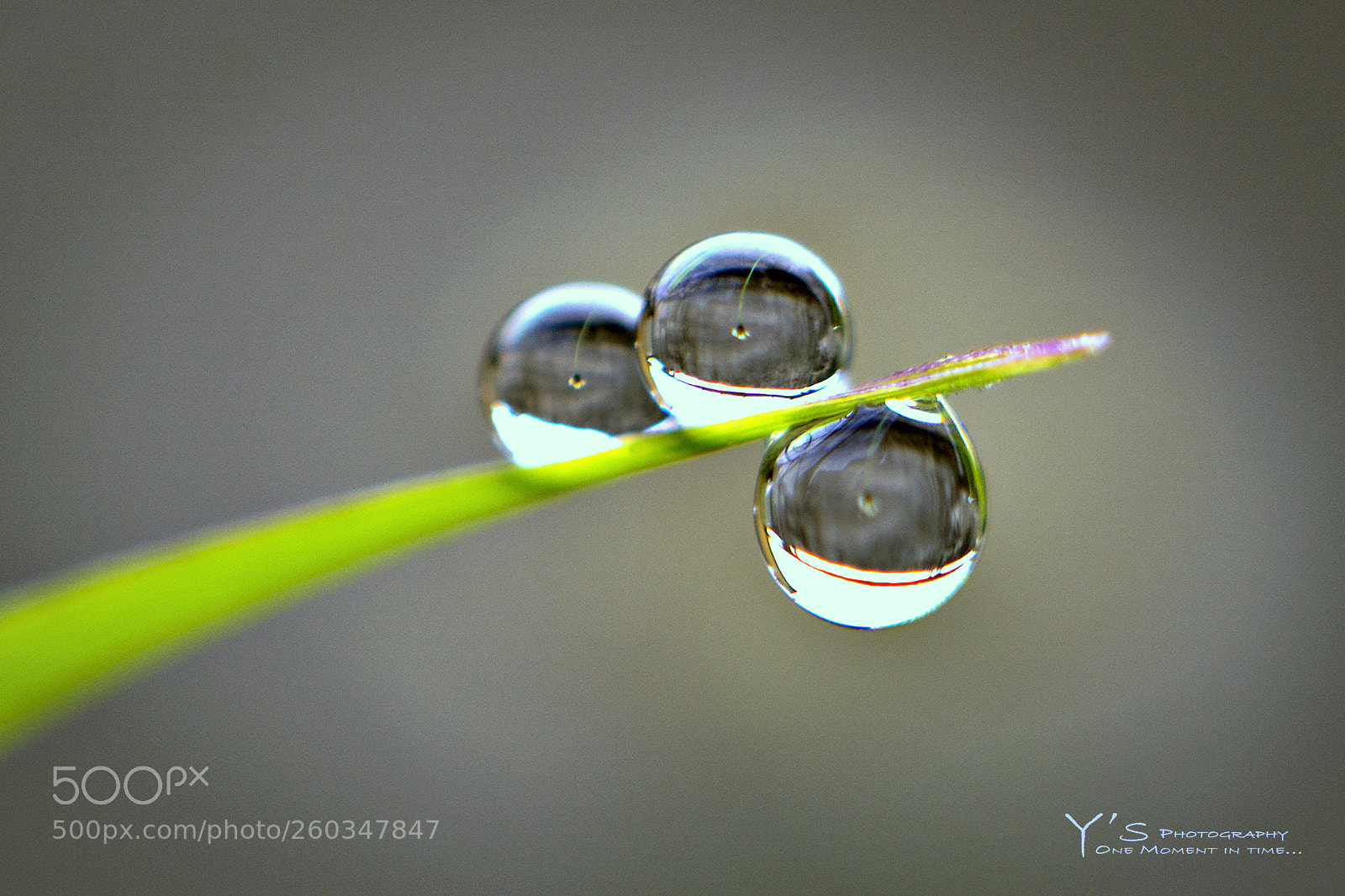Sony a6000 sample photo. Morning dew. 露珠。4 photography