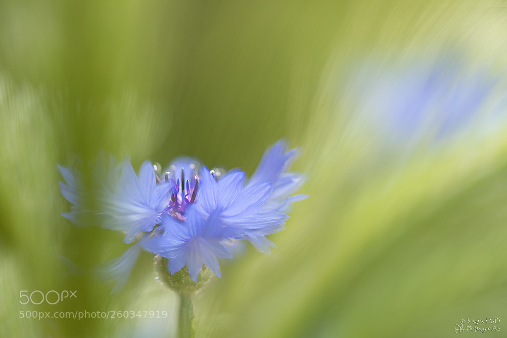 Canon EOS 5D Mark IV sample photo. Blue dream in the photography