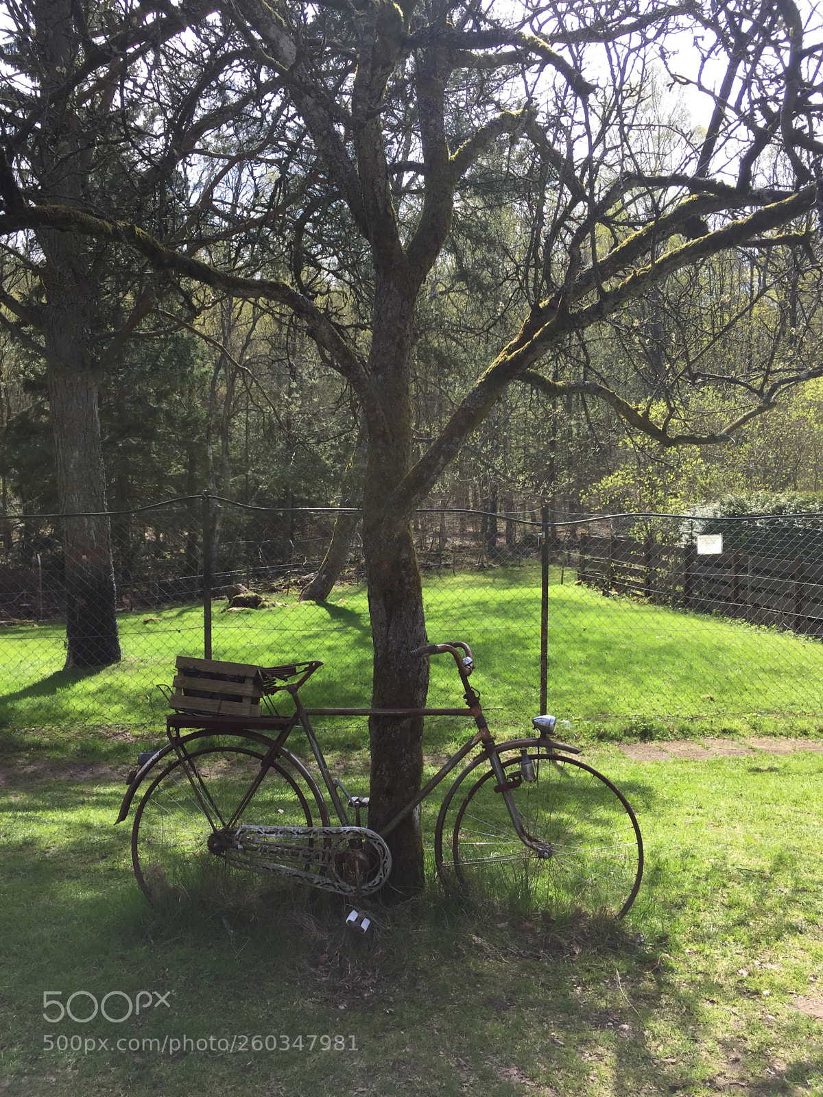 Apple iPhone 6 sample photo. Country bike - romantic photography