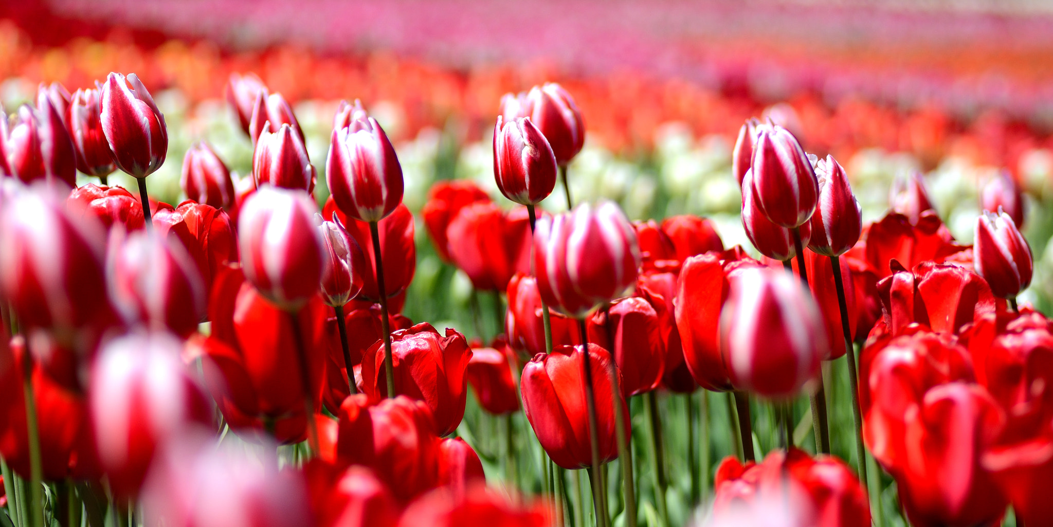 Nikon D7100 sample photo. Tulip....2 photography