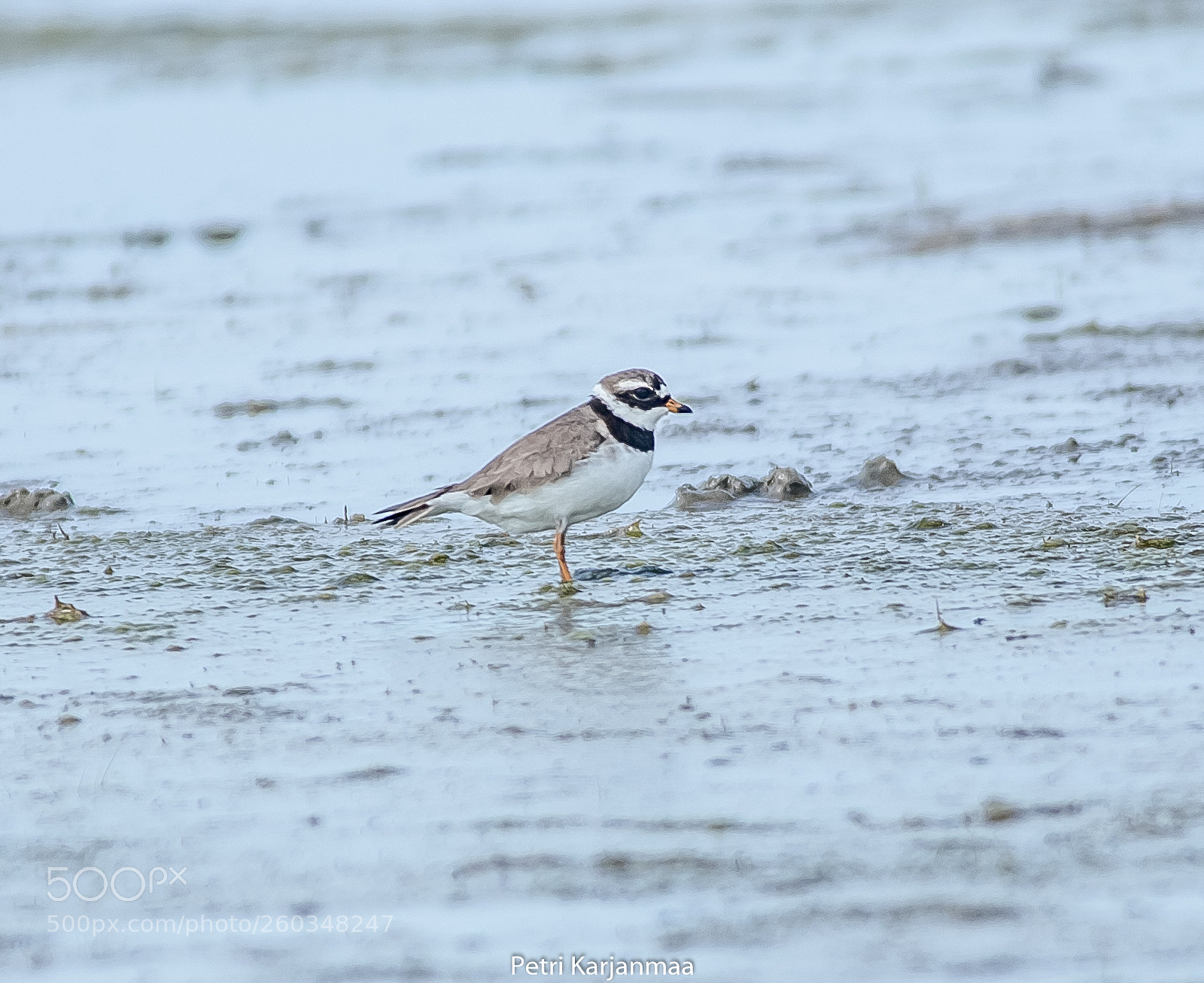 Canon EOS 7D Mark II sample photo. Charadrius hiaticula photography