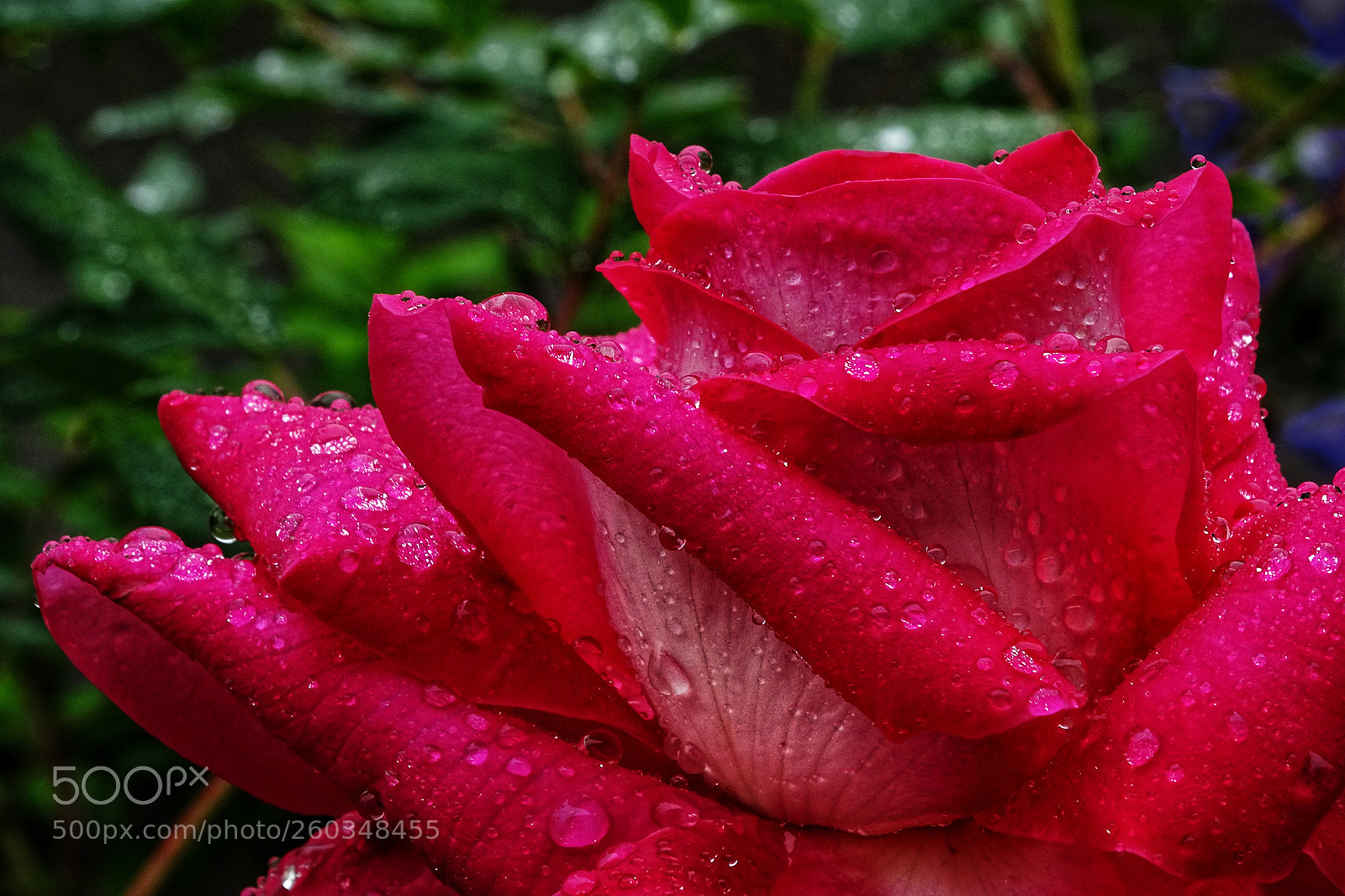 Sony Cyber-shot DSC-HX400V sample photo. Wet rose photography