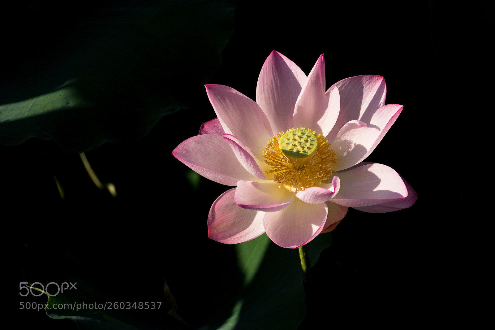 Canon EOS 7D Mark II sample photo. 夏日荷花 photography