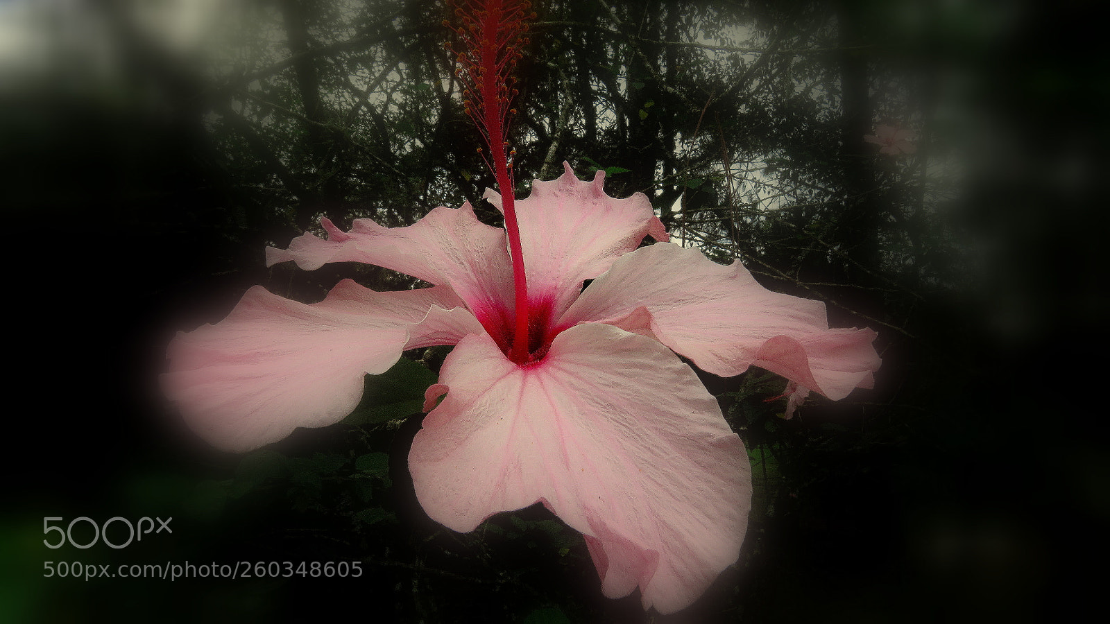 Canon PowerShot SX60 HS sample photo. Flower ....hibisco photography