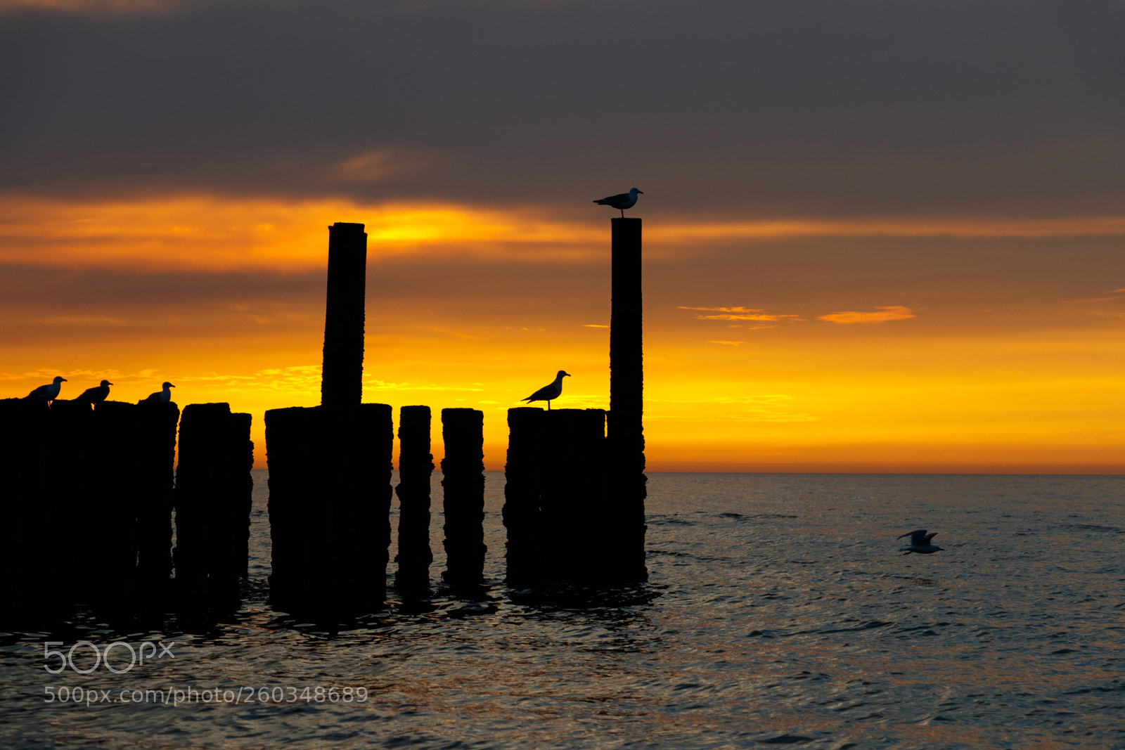 Canon EOS 80D sample photo. Birds watching sunset photography