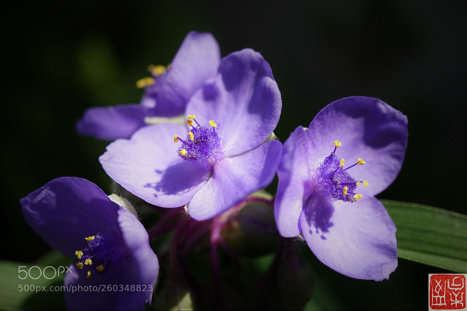 Sony a6500 sample photo. Tradescantia virginiana photography