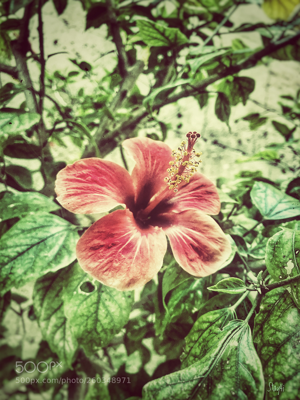 Apple iPhone 7 Plus sample photo. Untitled photography