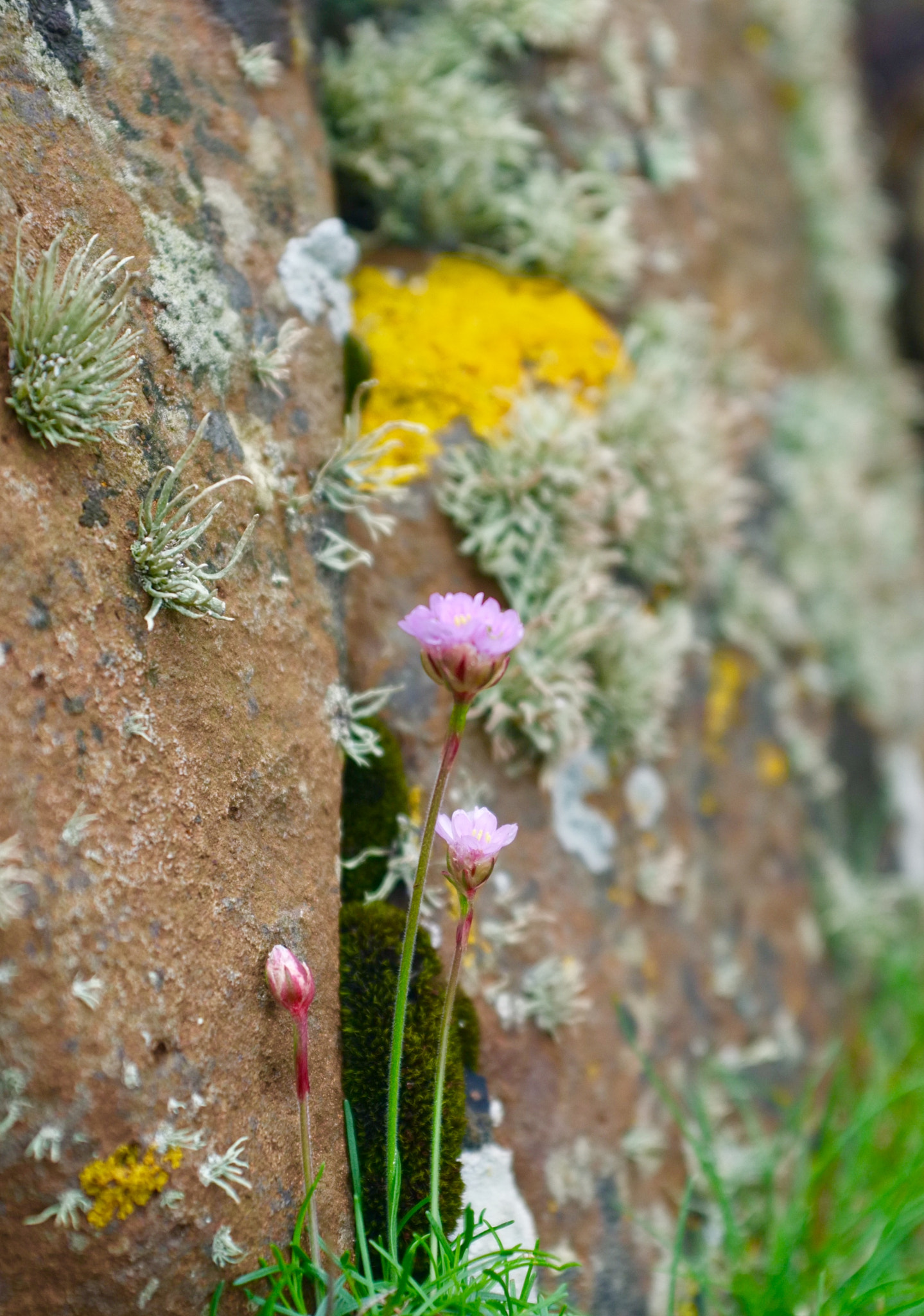 Fujifilm FinePix X100 sample photo. On the rocks photography