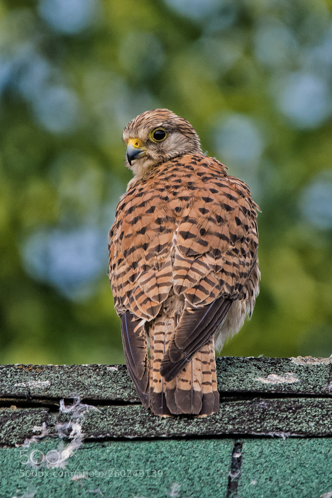Nikon D7100 sample photo. Im blick des turmfalken photography