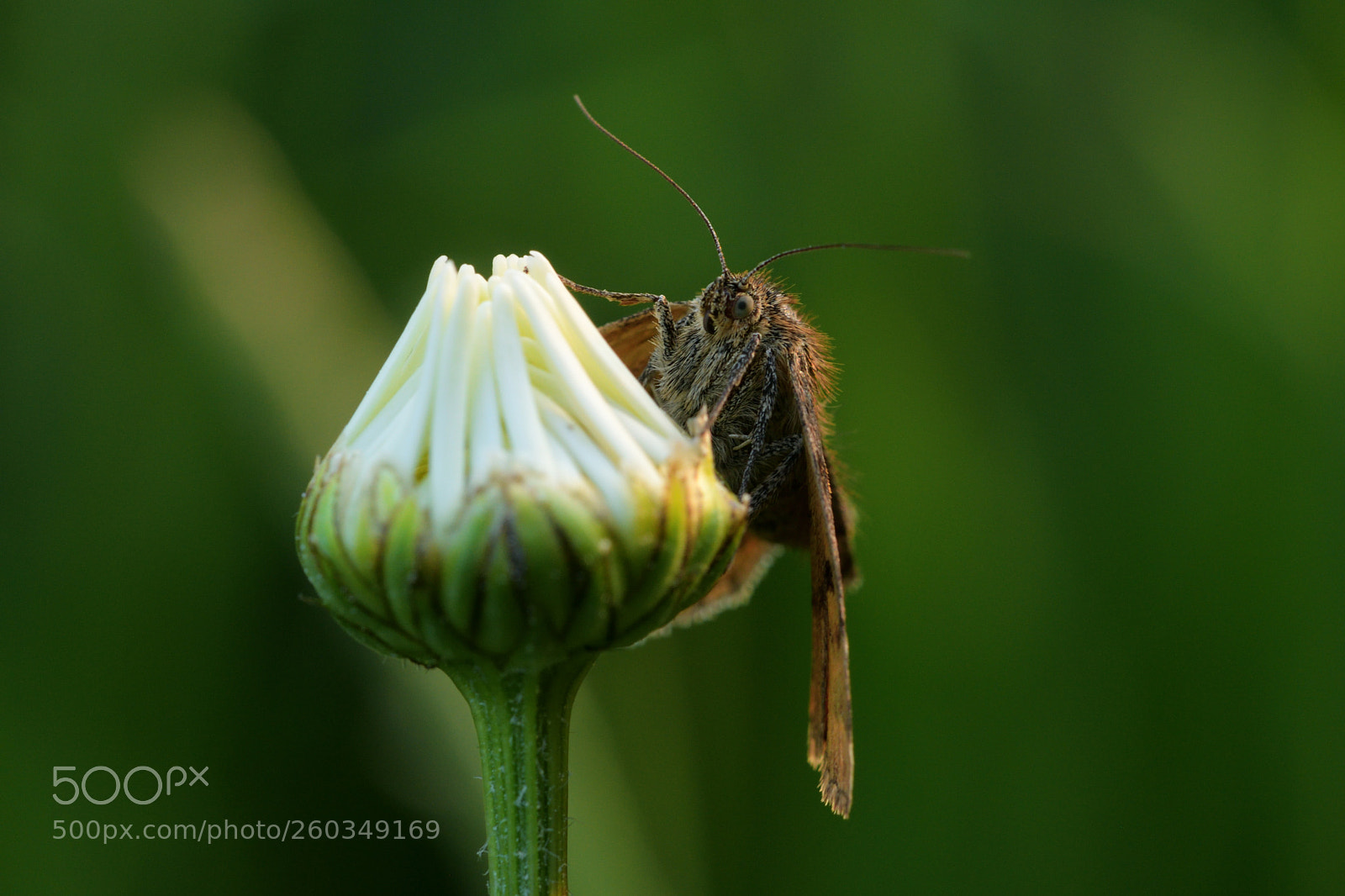 Nikon D7500 sample photo. Moth on flower photography