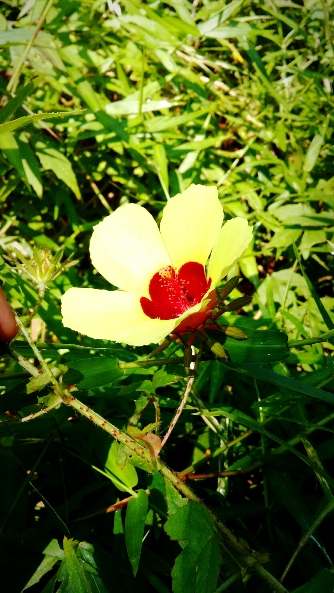 Samsung Galaxy J2 Prime sample photo. I found this pretty flower at forest photography