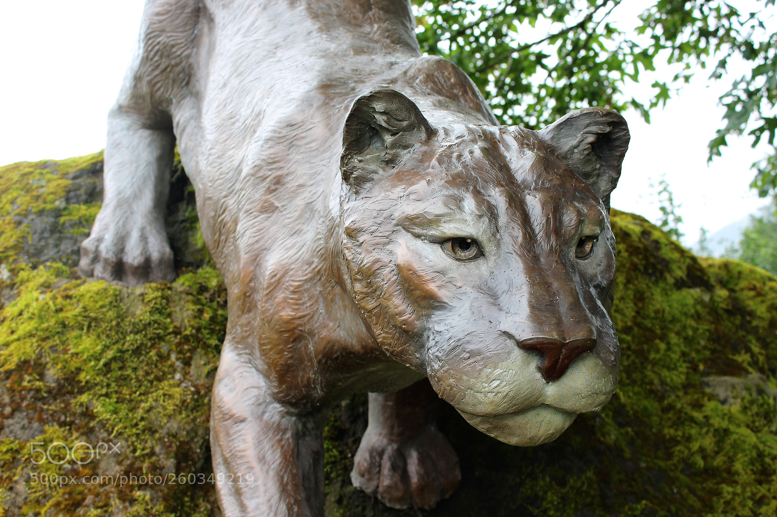 Canon EOS 1200D (EOS Rebel T5 / EOS Kiss X70 / EOS Hi) sample photo. Big cat photography
