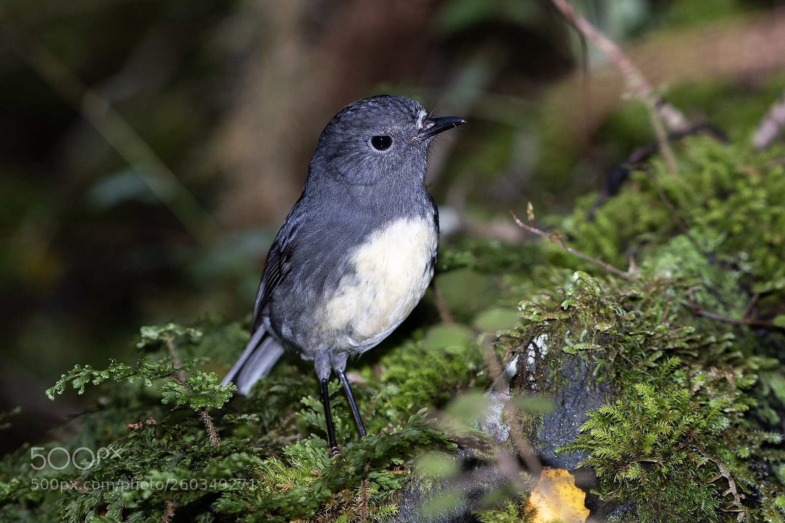 Nikon D500 sample photo. Si robin toutouwai petroica photography
