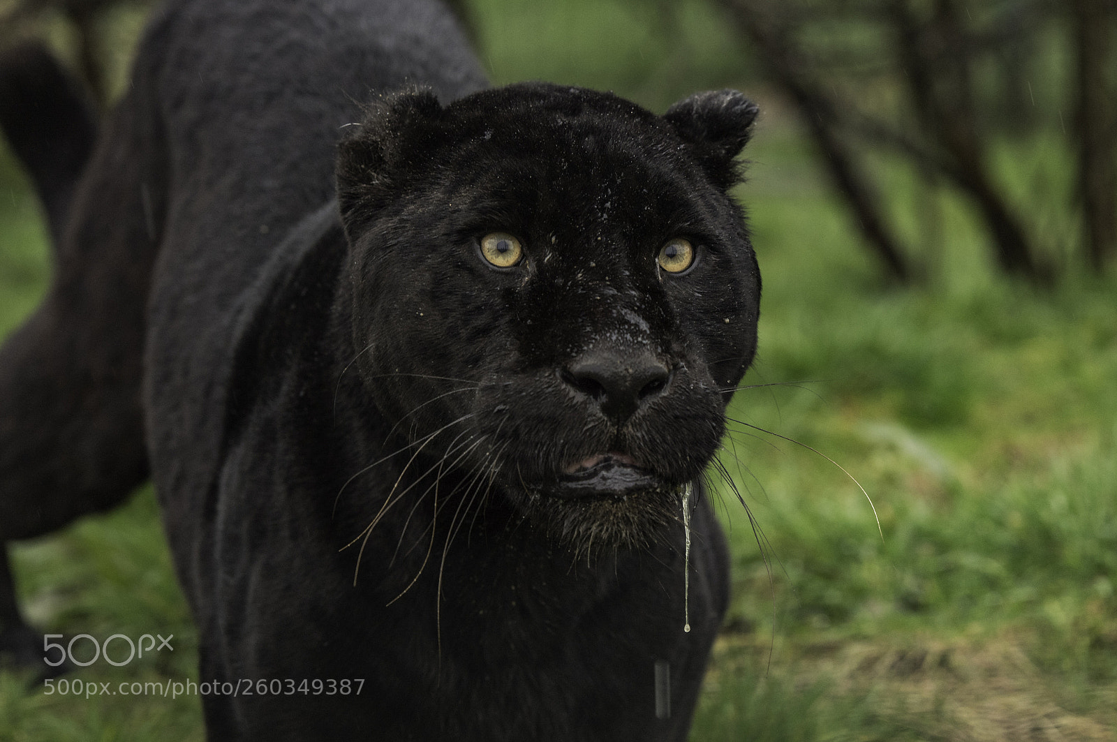 Nikon D5 sample photo. Black jaguar series photography