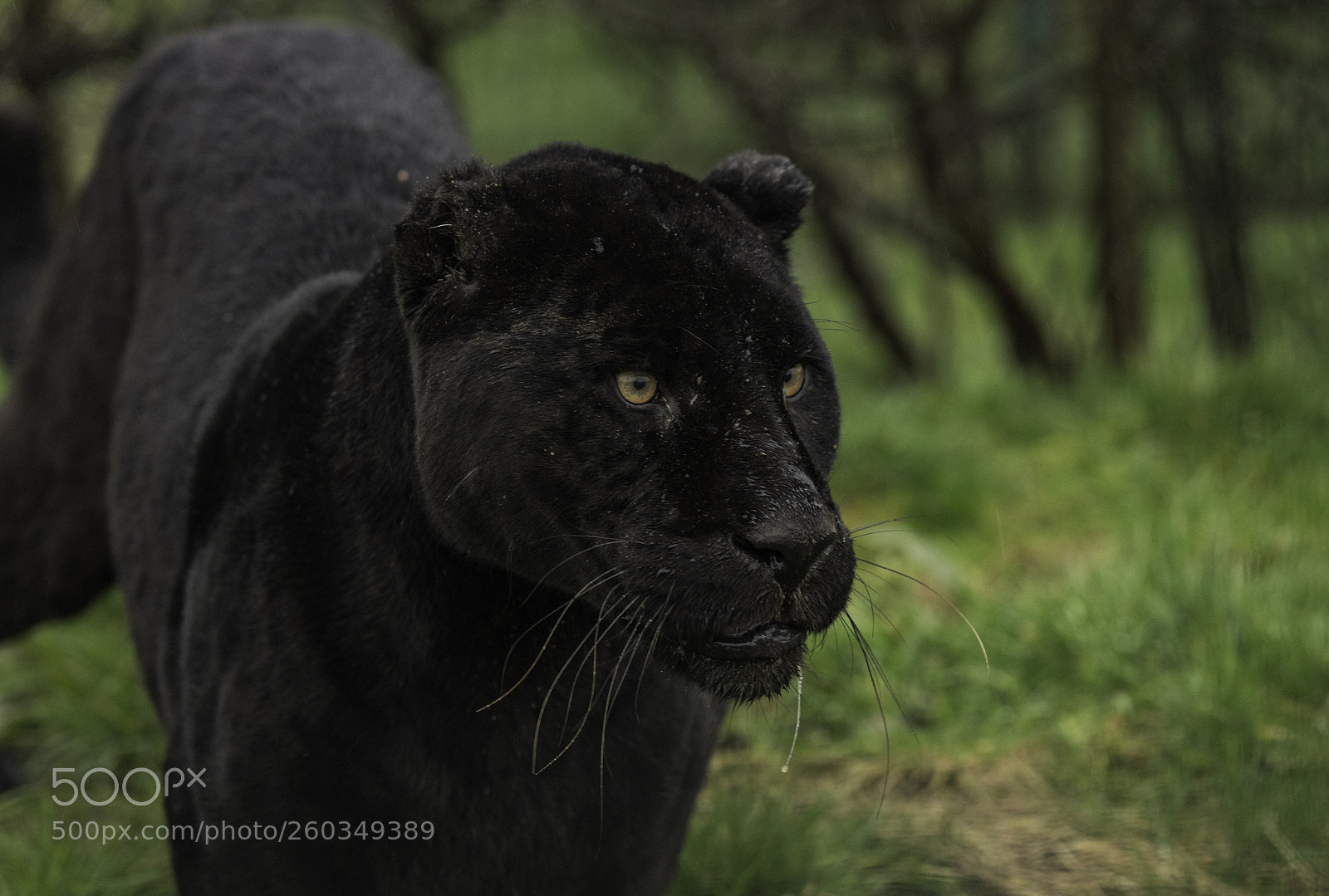 Nikon D5 sample photo. Black jaguar series photography