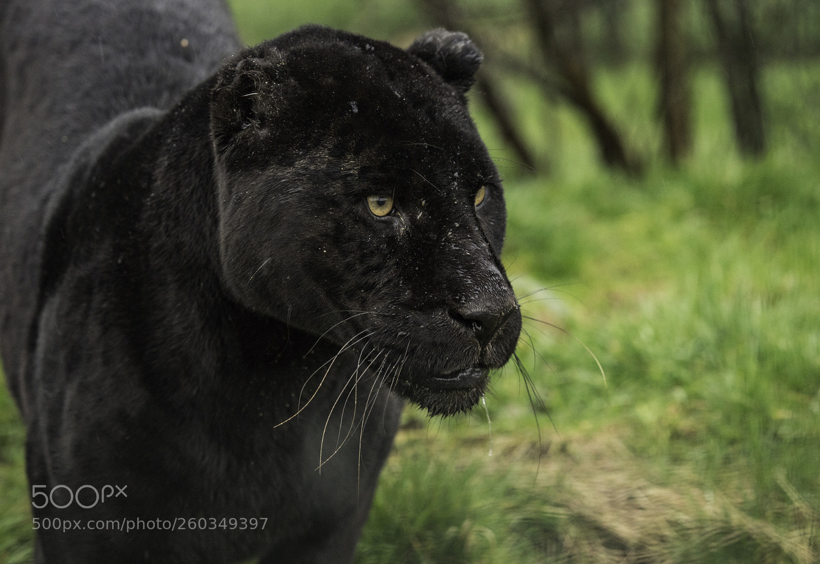 Nikon D5 sample photo. Black jaguar series photography