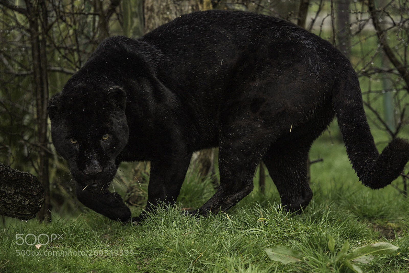 Nikon D5 sample photo. Black jaguar series photography