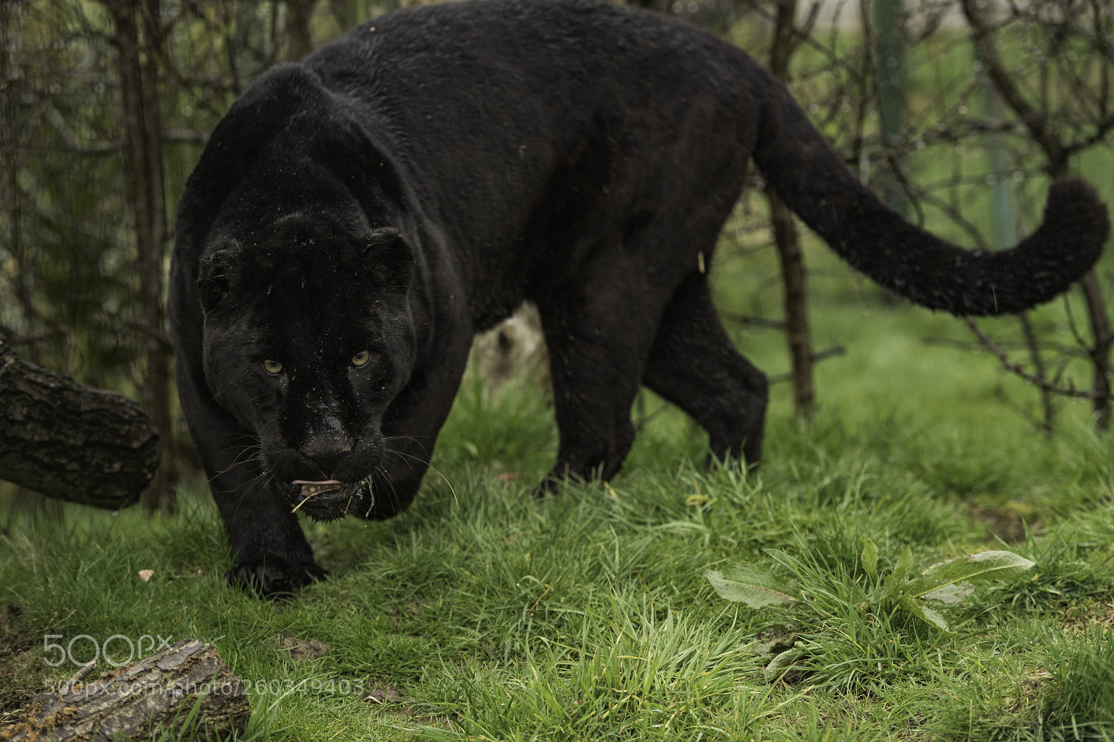 Nikon D5 sample photo. Black jaguar series photography