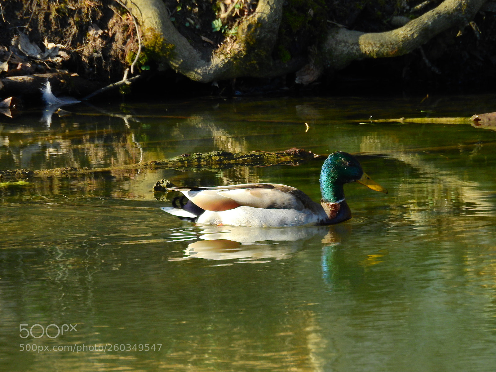 Nikon Coolpix P900 sample photo. Mallard morning photography