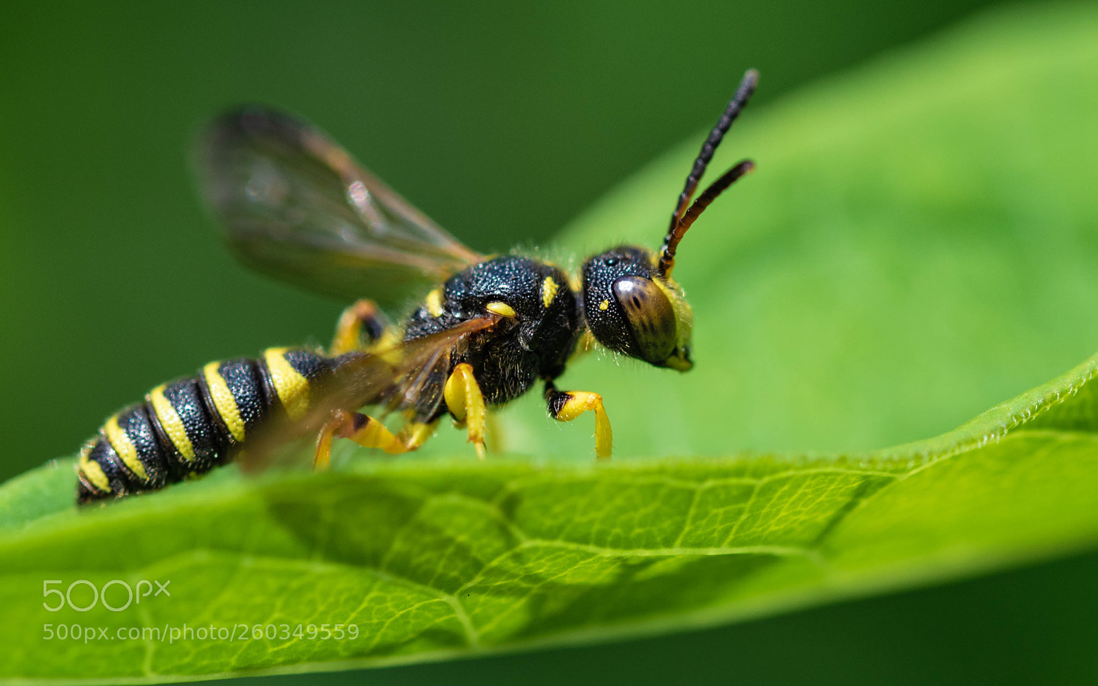 Nikon D5300 sample photo. Cerceris arenaria photography