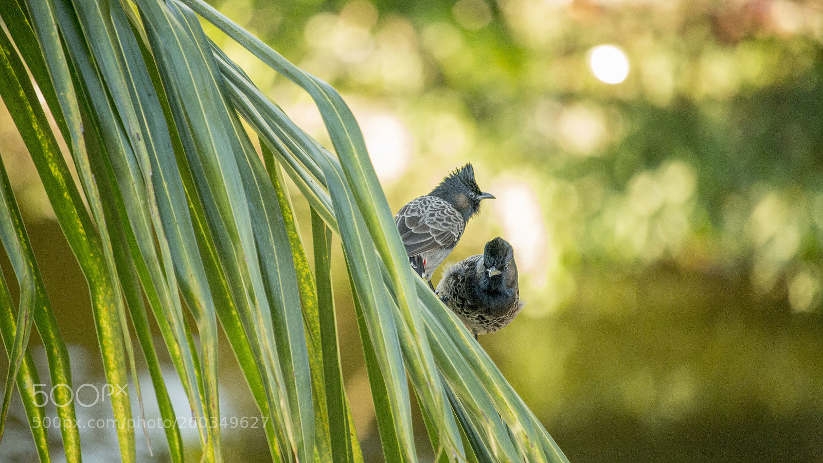 Canon EOS 70D sample photo. Birds photography