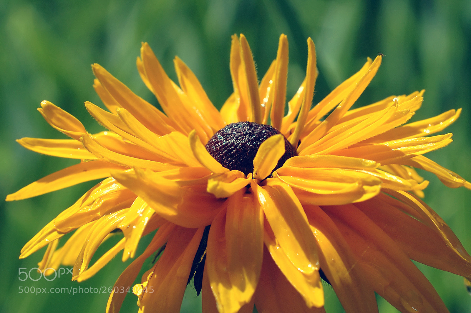 Nikon D70s sample photo. Yellow daisy photography