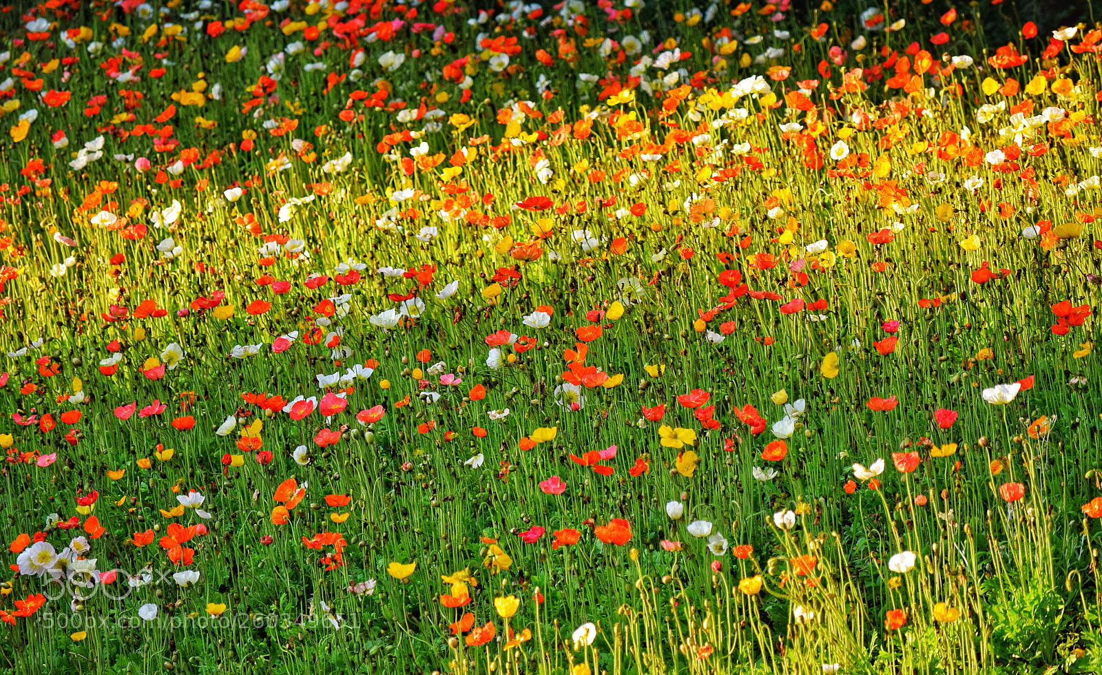 Nikon D3300 sample photo. The impression of poppy photography