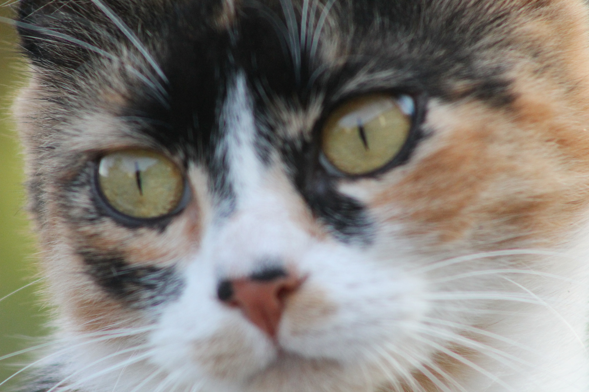 Canon EF 75-300mm f/4-5.6 sample photo. Il gatto di trieste photography