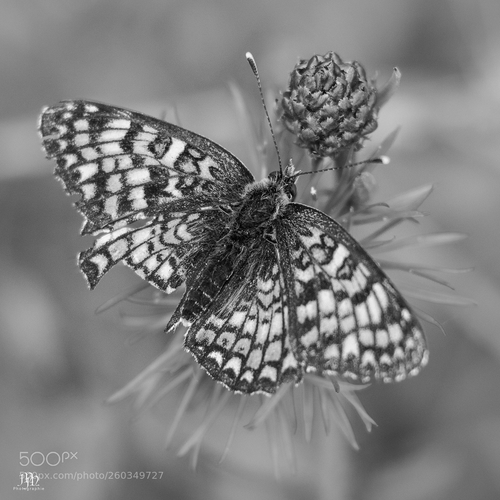 Canon EOS 750D (EOS Rebel T6i / EOS Kiss X8i) sample photo. Butterfly photography