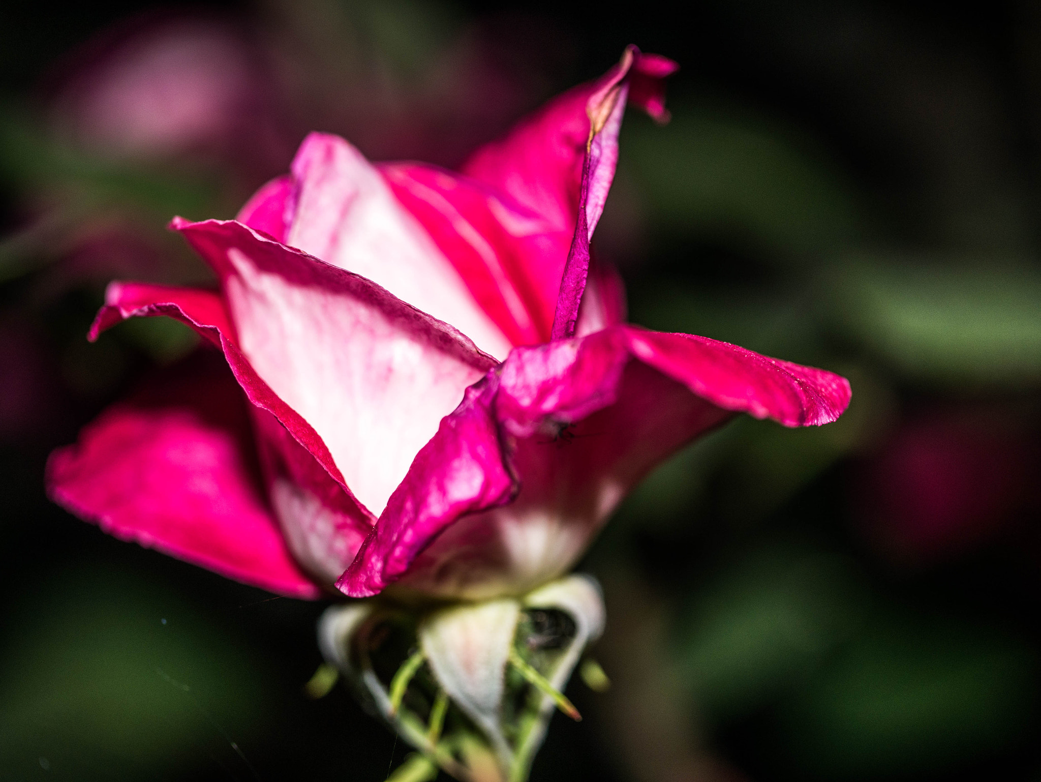 Panasonic DMC-G81 sample photo. P photography