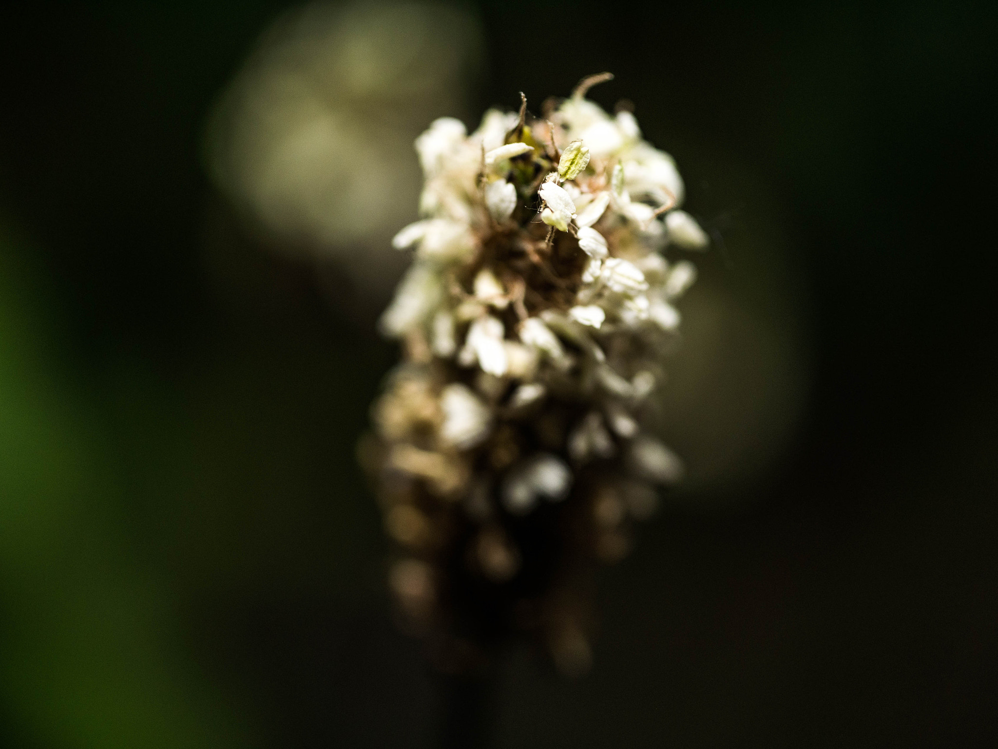 Panasonic DMC-G81 sample photo. P photography