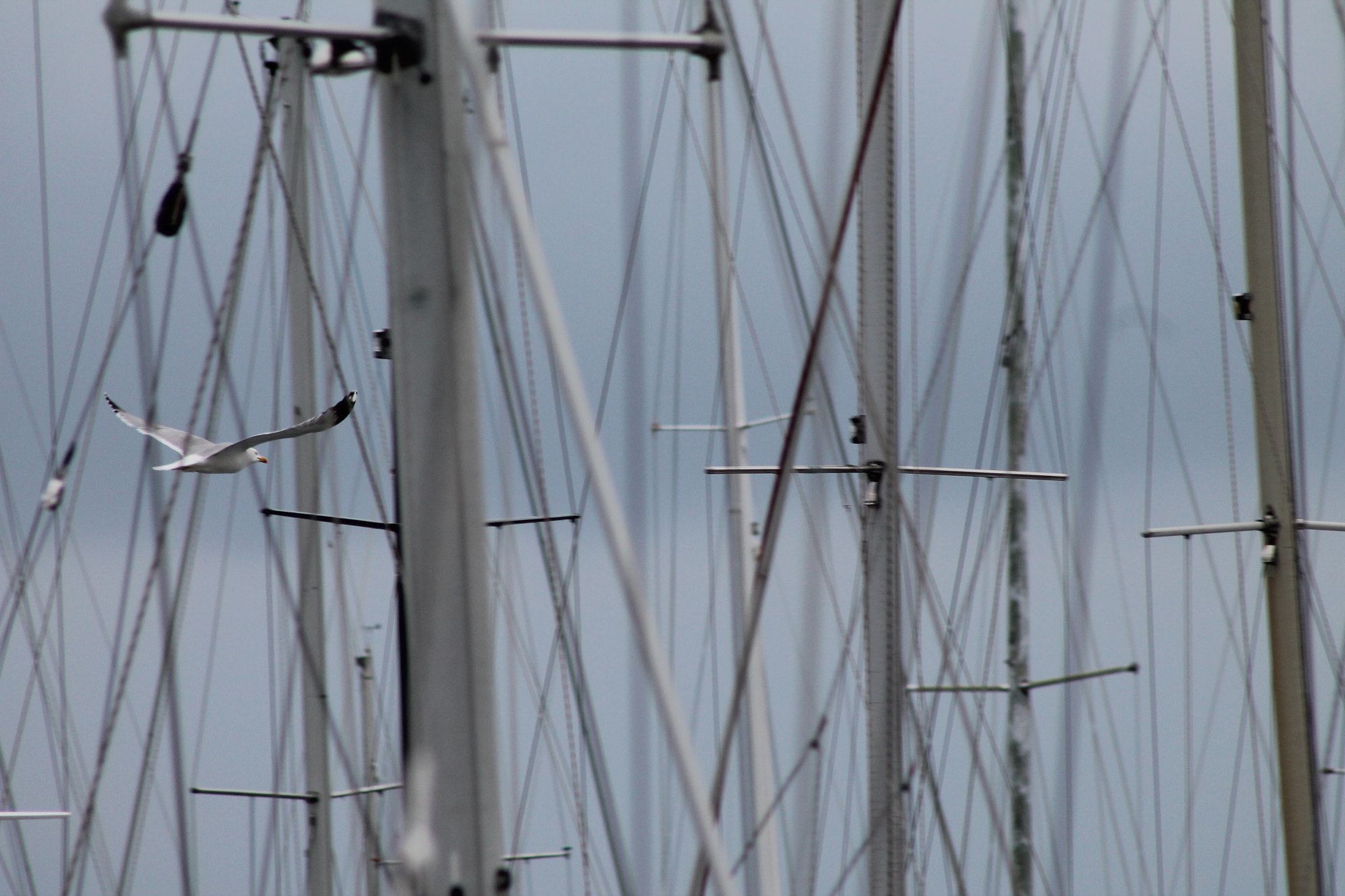 Canon EF 75-300mm f/4-5.6 sample photo. Voli e vele photography