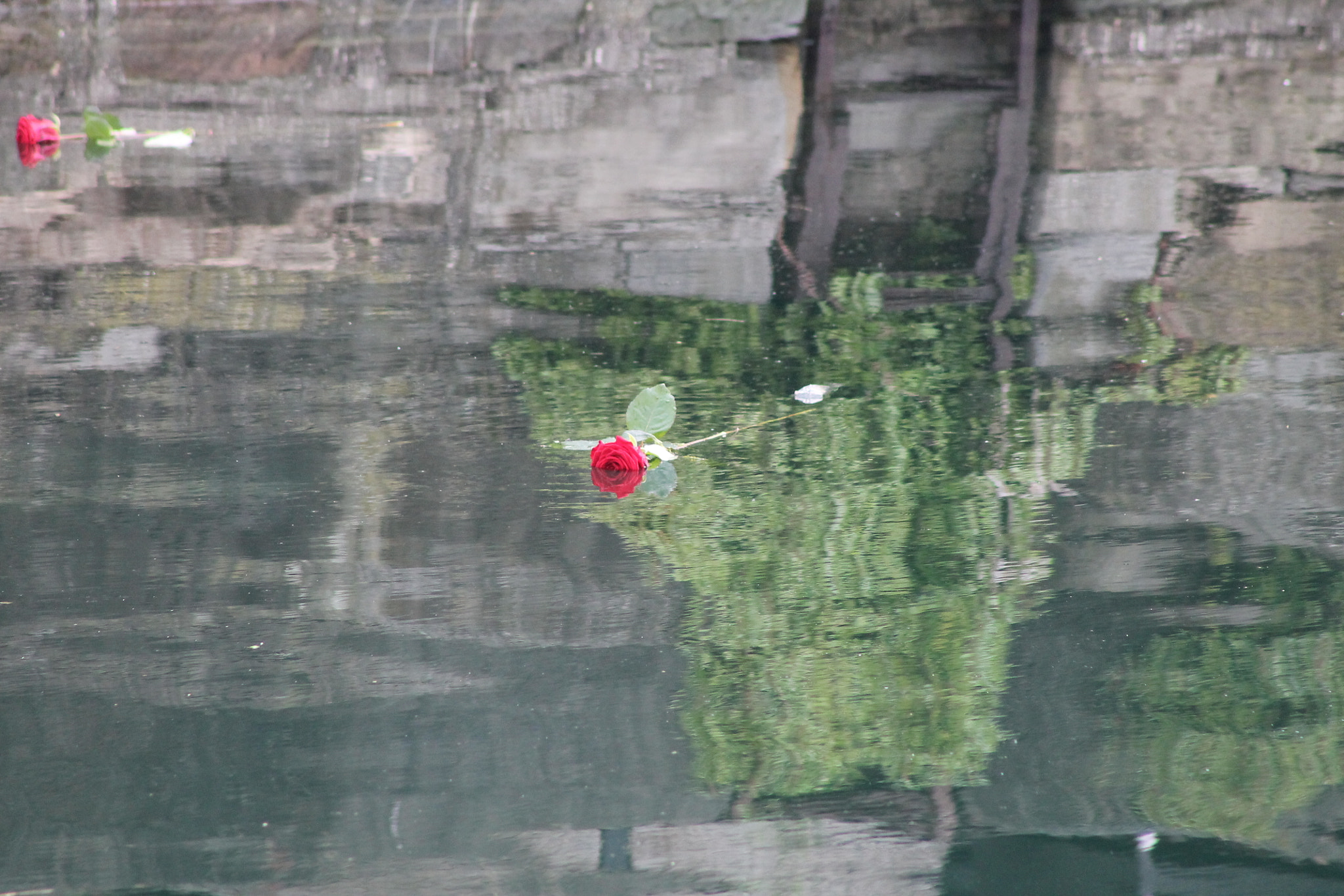Canon EF 75-300mm f/4-5.6 sample photo. Metti l'acqua al fiore photography