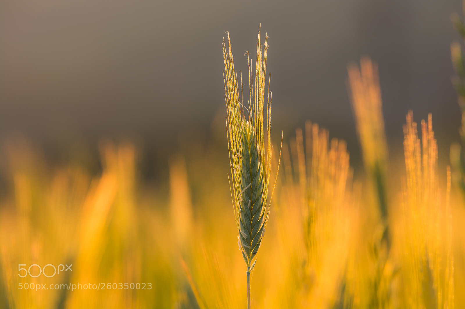 Nikon D7100 sample photo. Spring corn photography