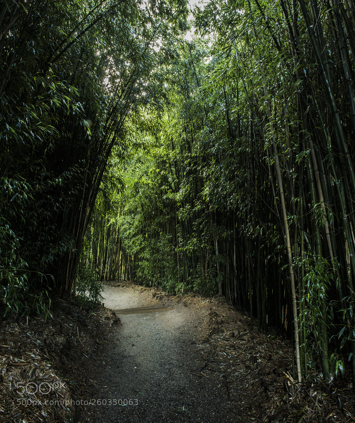 Nikon D750 sample photo. Hamilton gardens photography