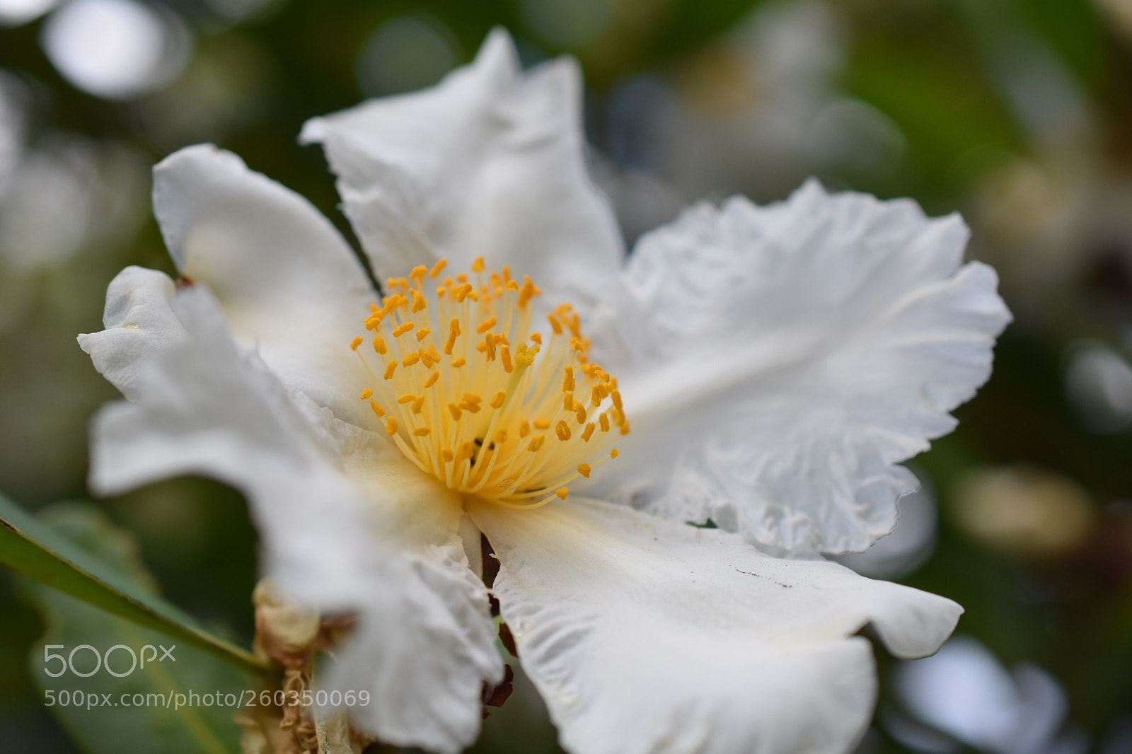 Nikon D3400 sample photo. Sunny side up photography