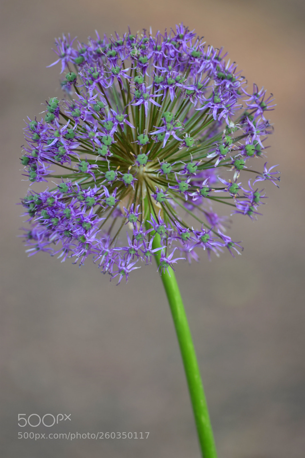 Nikon D3300 sample photo. Flower portrait  photography