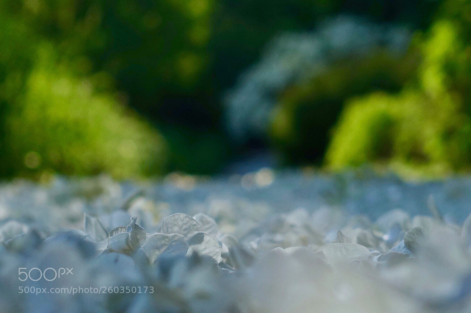 Sony Cyber-shot DSC-RX100 IV sample photo. Summer’ story photography