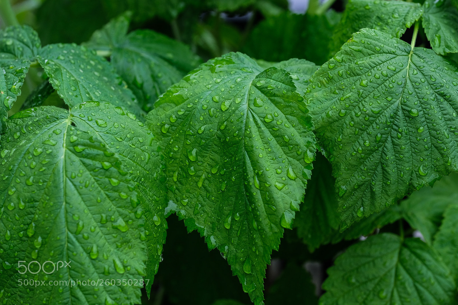 Fujifilm X-E3 sample photo. After rain photography