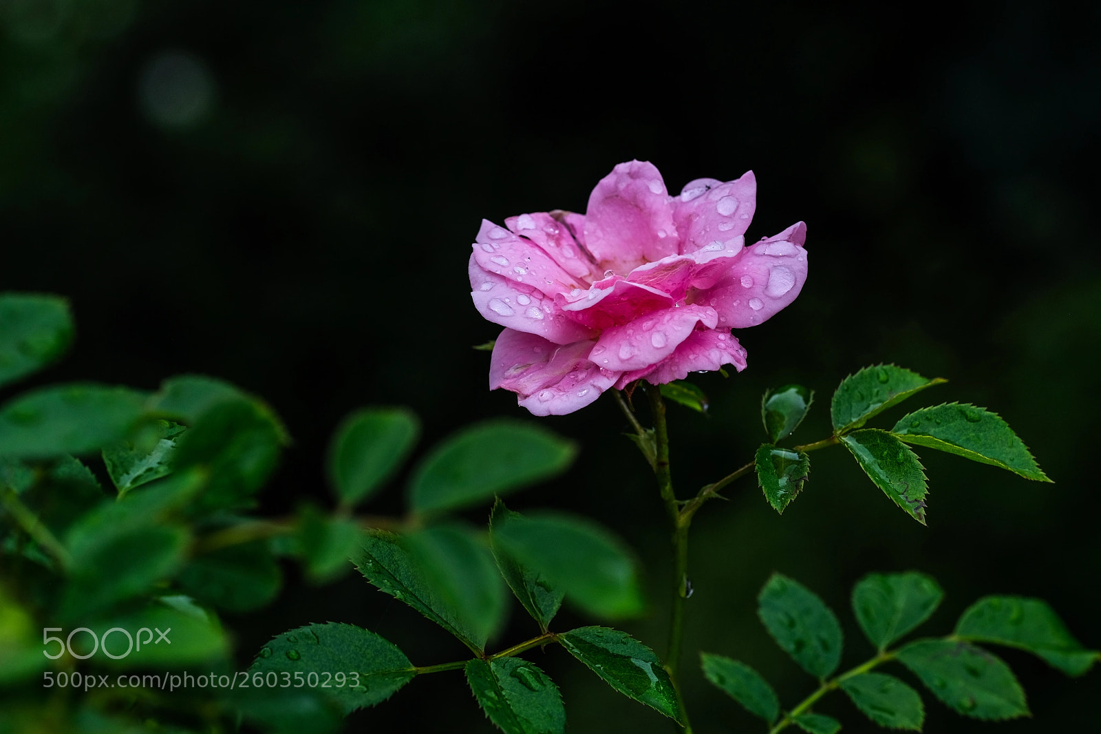 Fujifilm X-E3 sample photo. Intensiv photography