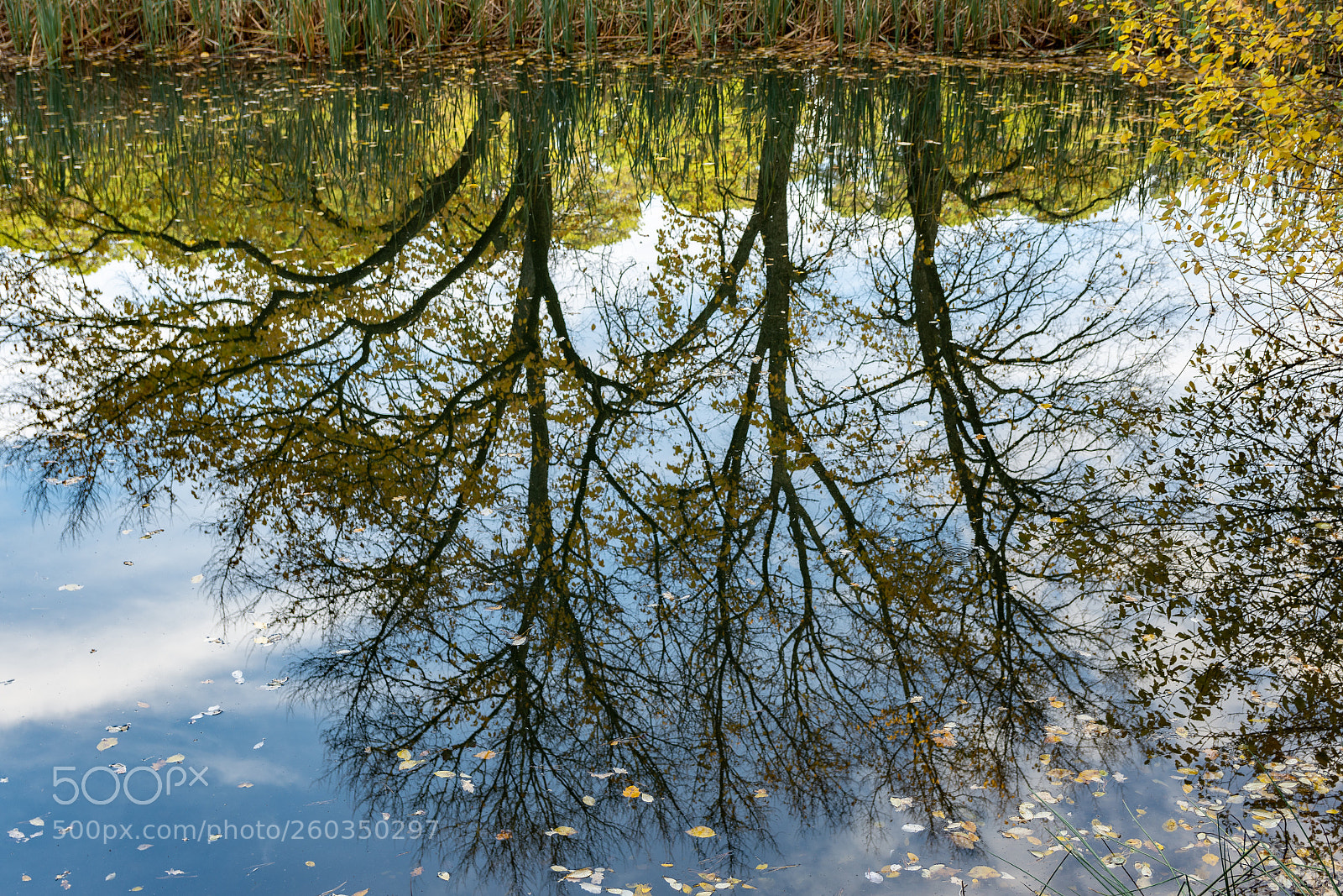 Nikon D7200 sample photo. Upside down photography