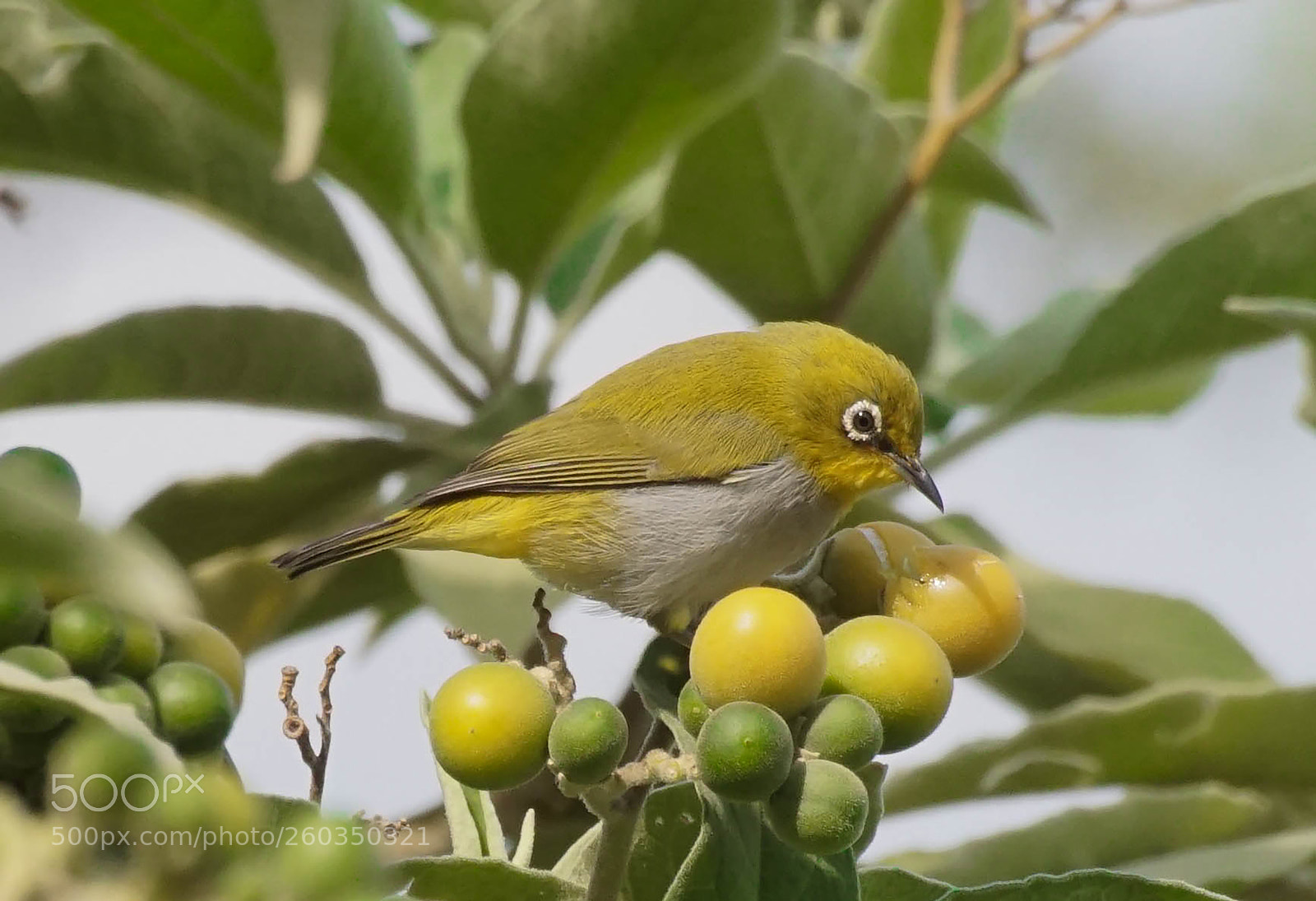 Sony a6000 sample photo. Oriental white eye photography