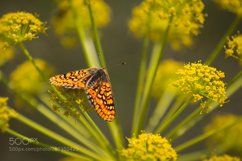 Canon EOS 60D sample photo. Img photography