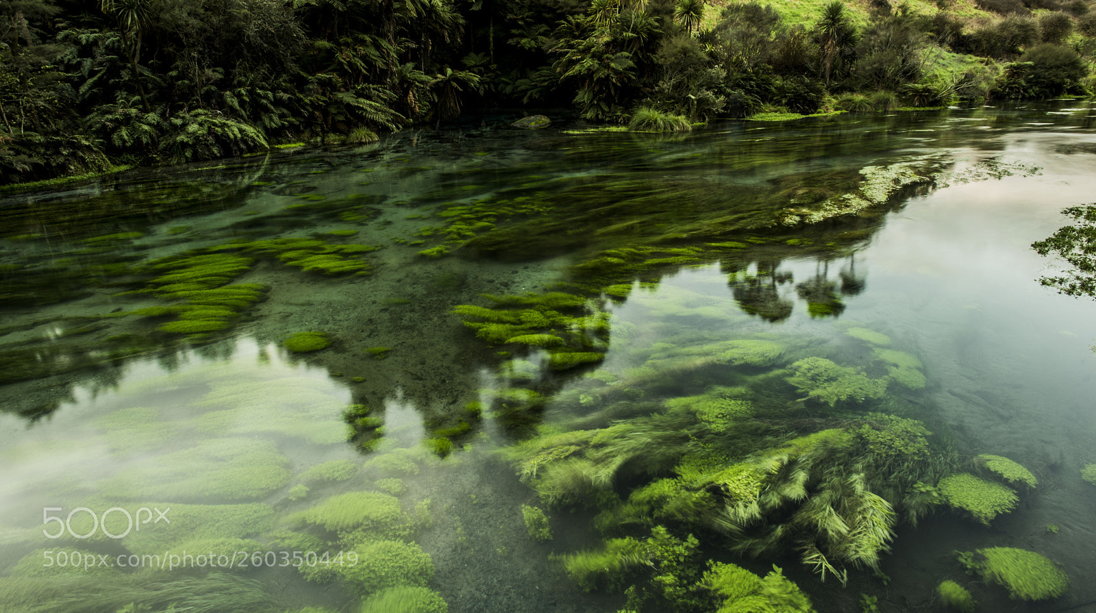 Nikon D750 sample photo. Blue spring - te photography