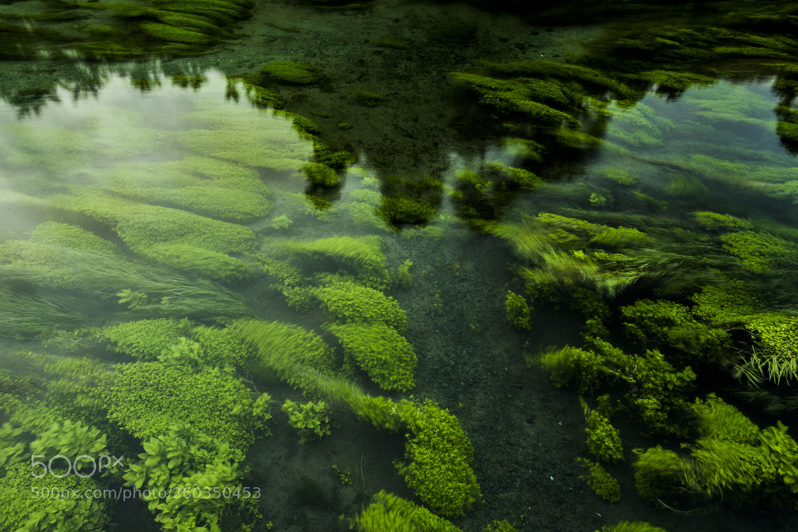Nikon D750 sample photo. Blue spring - te photography