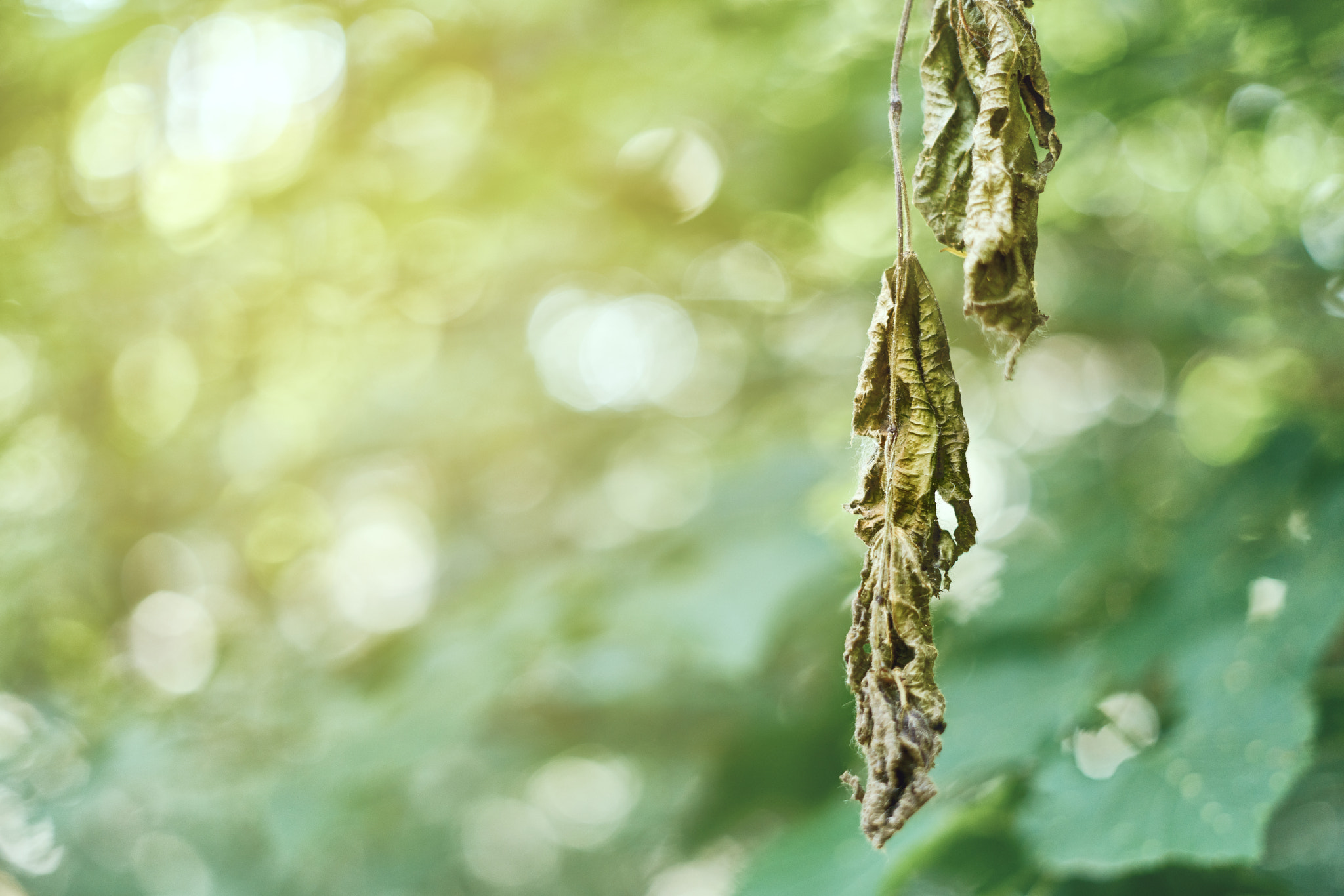 ZEISS Loxia 50mm F2 sample photo. 2018_05_31 photography