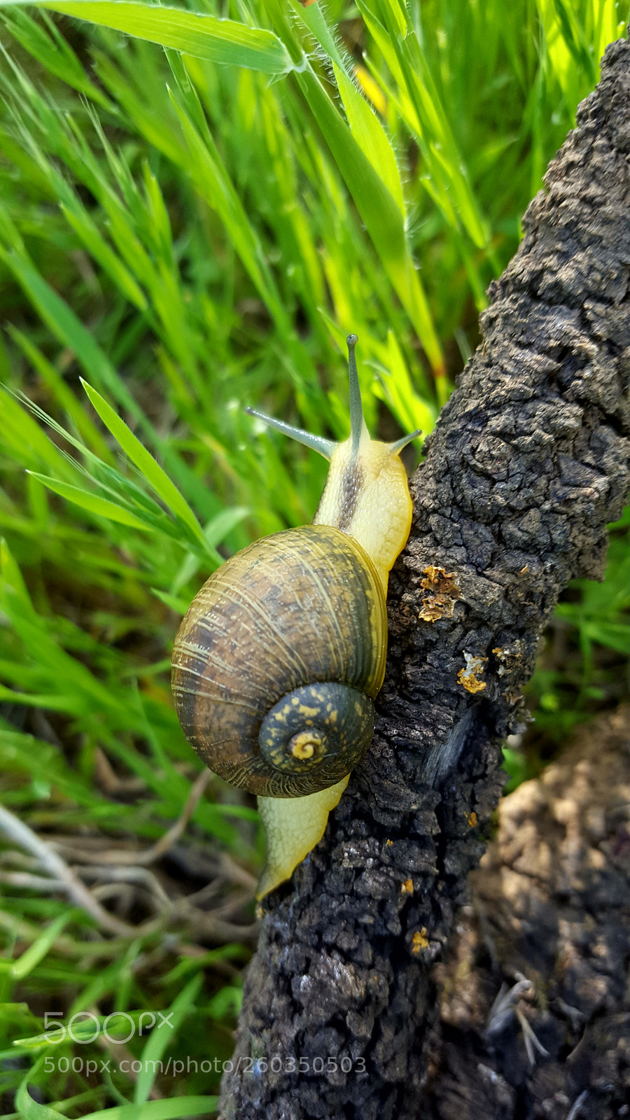 Samsung Galaxy S6 sample photo. Untitled photography