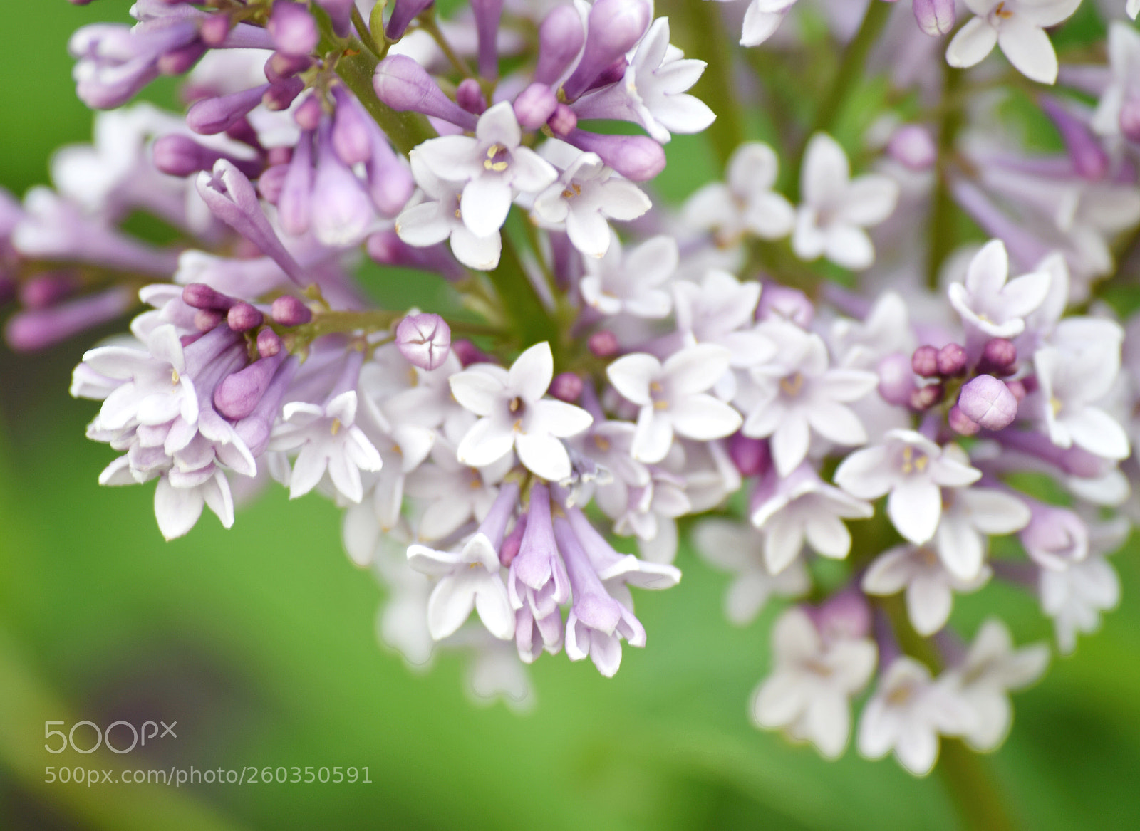 Nikon D3300 sample photo. Lilac photography