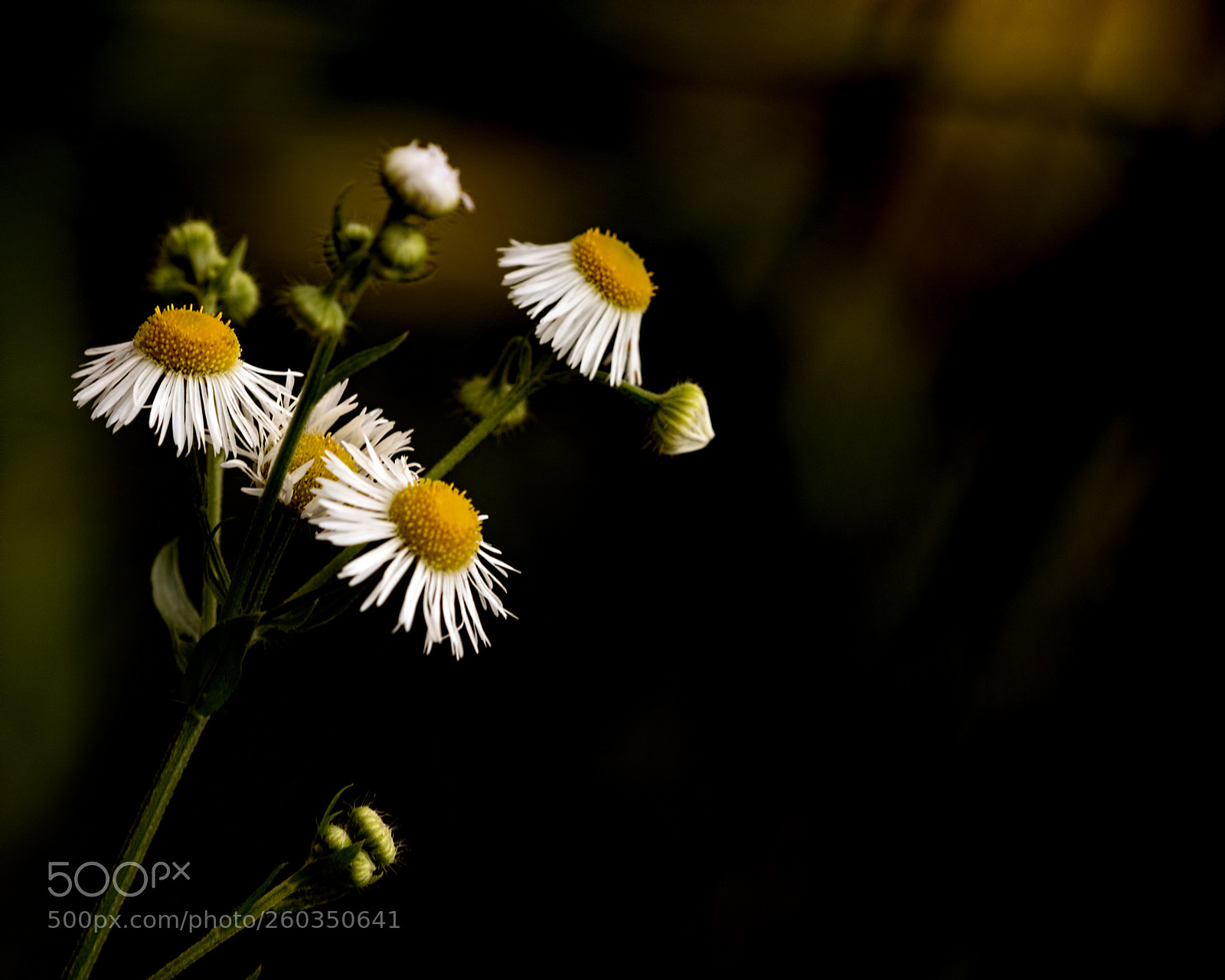 Nikon D810 sample photo. White wildflowers 0728 photography